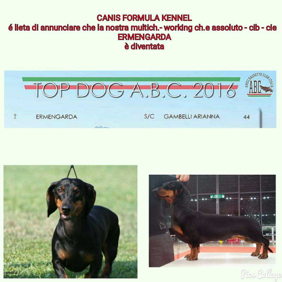 Top Dog club ABC 2016 Bassotti standard perlo corto